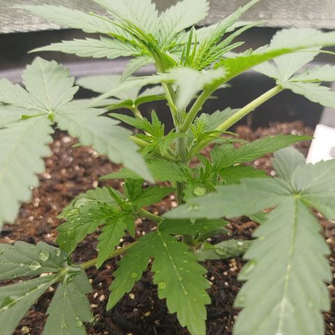 Tangie Auto monsterseeds growlog timeline photo