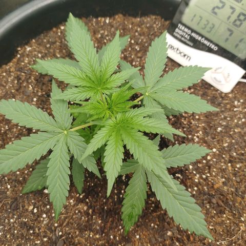 Tangie Auto monsterseeds growlog timeline photo