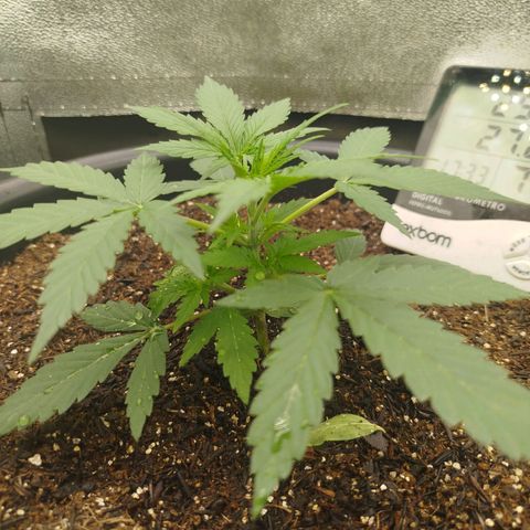 Tangie Auto monsterseeds growlog timeline photo