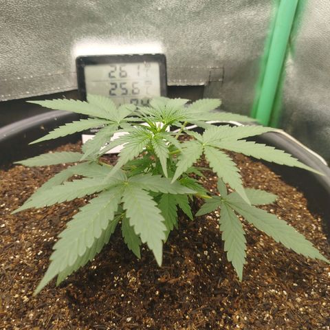 Tangie Auto monsterseeds growlog timeline photo