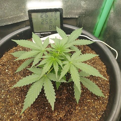 Tangie Auto monsterseeds growlog timeline photo