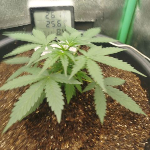 Tangie Auto monsterseeds growlog timeline photo