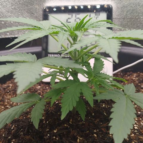 Tangie Auto monsterseeds growlog timeline photo