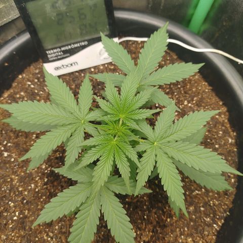 Tangie Auto monsterseeds growlog timeline photo