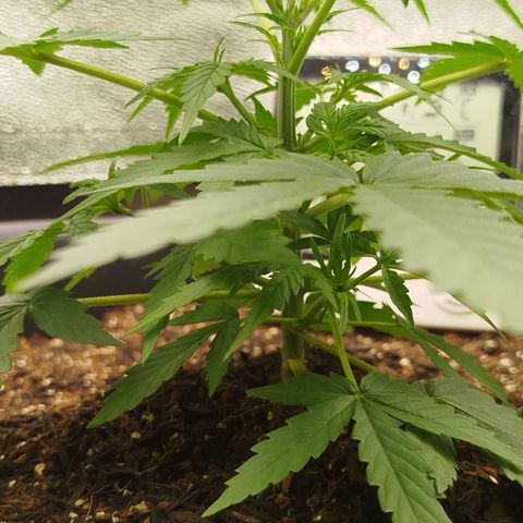 Tangie Auto monsterseeds growlog timeline photo