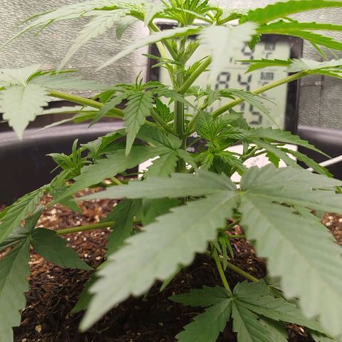 Tangie Auto monsterseeds growlog timeline photo