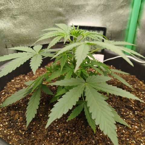 Tangie Auto monsterseeds growlog timeline photo