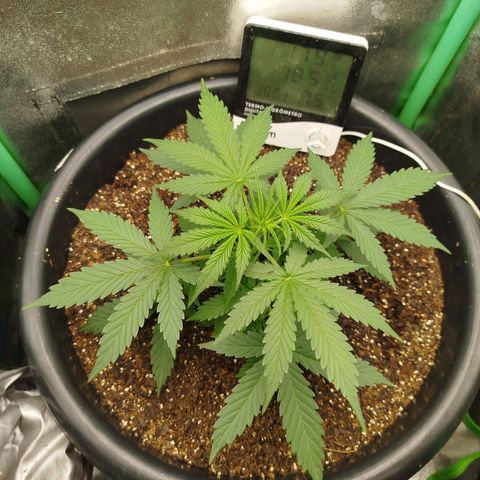Tangie Auto monsterseeds growlog timeline photo
