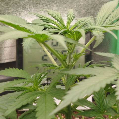 Tangie Auto monsterseeds growlog timeline photo