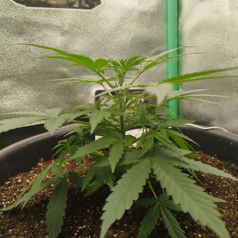 Tangie Auto monsterseeds growlog timeline photo