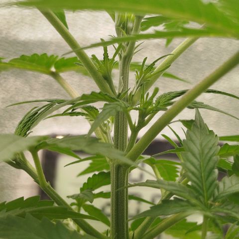 Tangie Auto monsterseeds growlog timeline photo