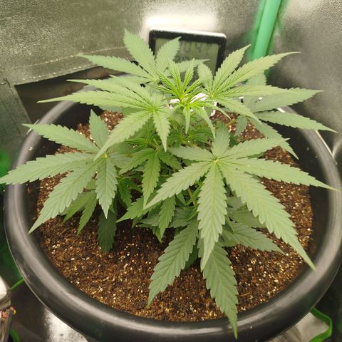 Tangie Auto monsterseeds growlog timeline photo
