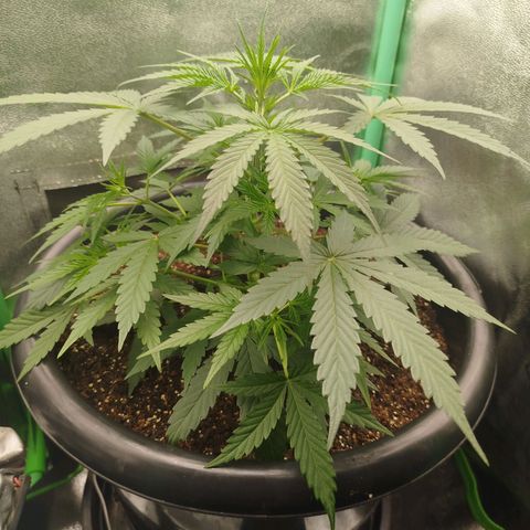 Tangie Auto monsterseeds growlog timeline photo