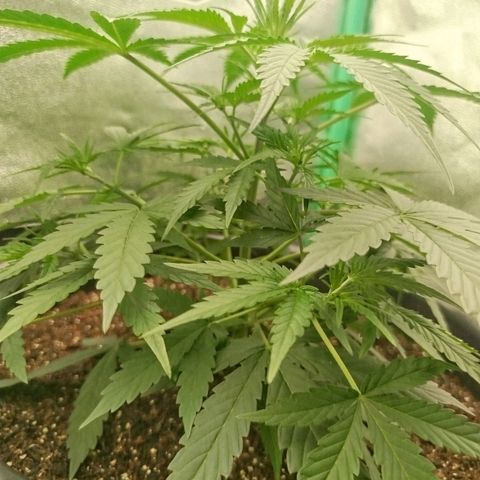 Tangie Auto monsterseeds growlog timeline photo