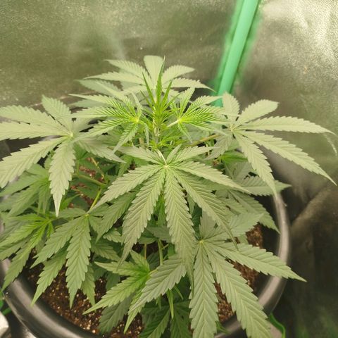Tangie Auto monsterseeds growlog timeline photo