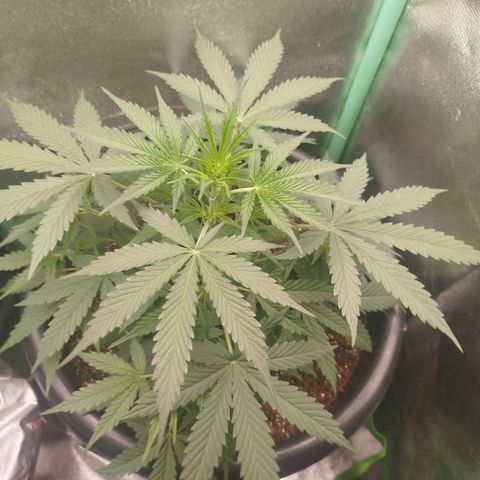Tangie Auto monsterseeds growlog timeline photo
