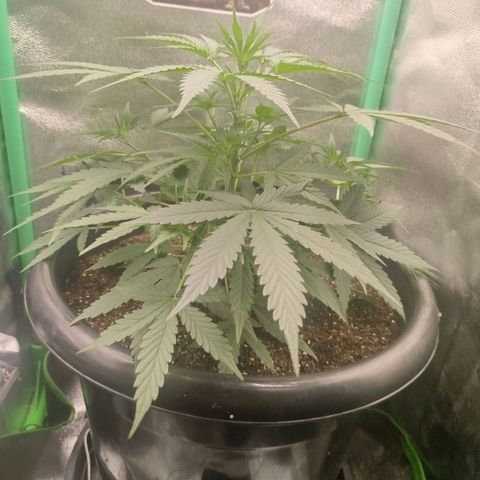 Tangie Auto monsterseeds growlog timeline photo