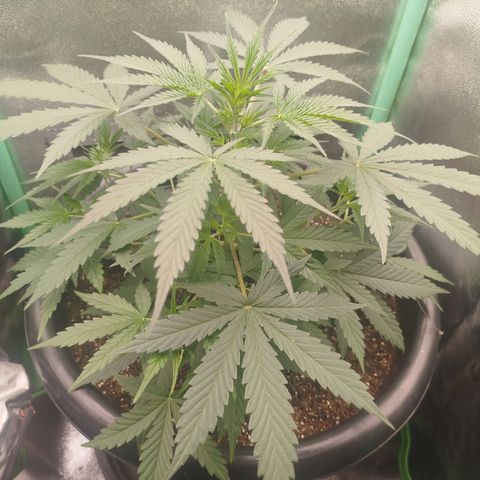 Tangie Auto monsterseeds growlog timeline photo