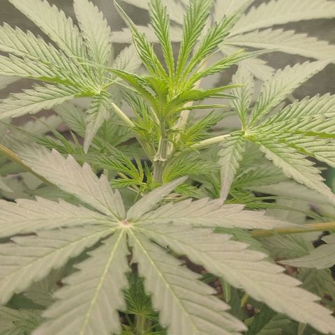 Tangie Auto monsterseeds growlog timeline photo