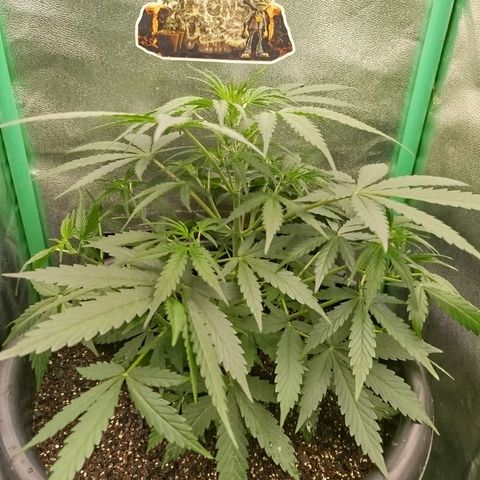 Tangie Auto monsterseeds growlog timeline photo