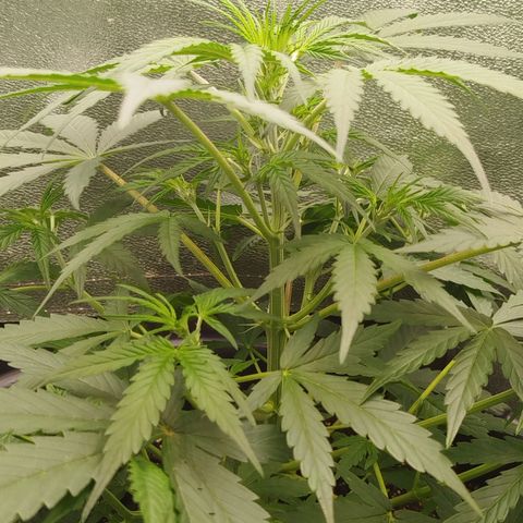 Tangie Auto monsterseeds growlog timeline photo