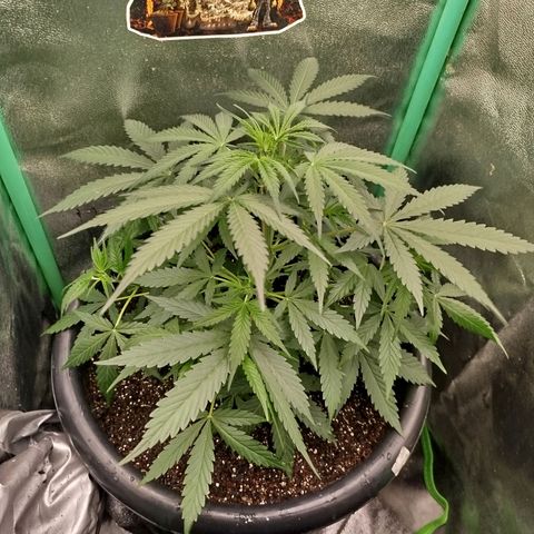 Tangie Auto monsterseeds growlog timeline photo