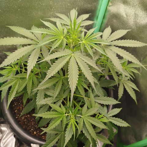 Tangie Auto monsterseeds growlog timeline photo