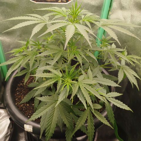 Tangie Auto monsterseeds growlog timeline photo