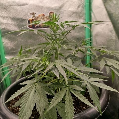 Tangie Auto monsterseeds growlog timeline photo
