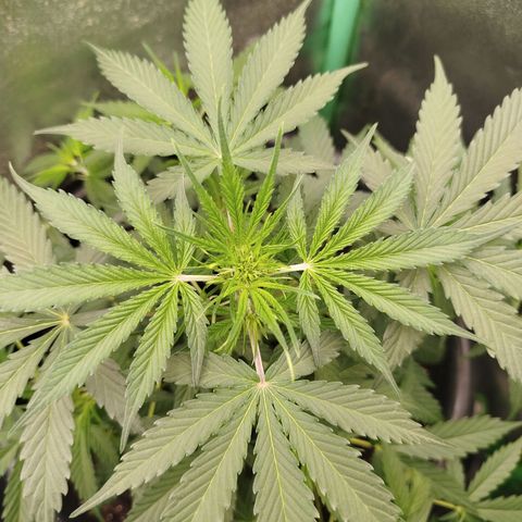 Tangie Auto monsterseeds growlog timeline photo