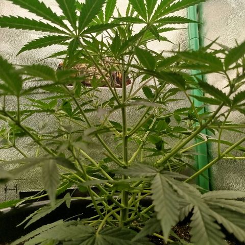 Tangie Auto monsterseeds growlog timeline photo