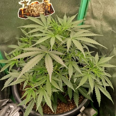 Tangie Auto monsterseeds growlog timeline photo