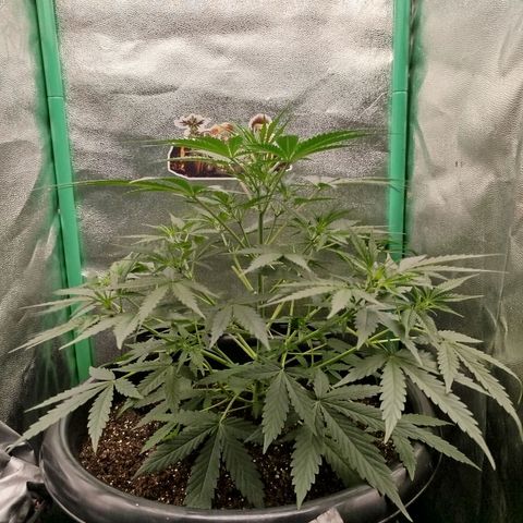 Tangie Auto monsterseeds growlog timeline photo