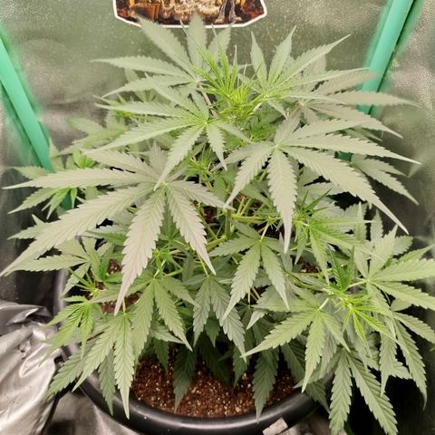 Tangie Auto monsterseeds growlog timeline photo