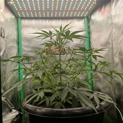 Tangie Auto monsterseeds growlog timeline photo