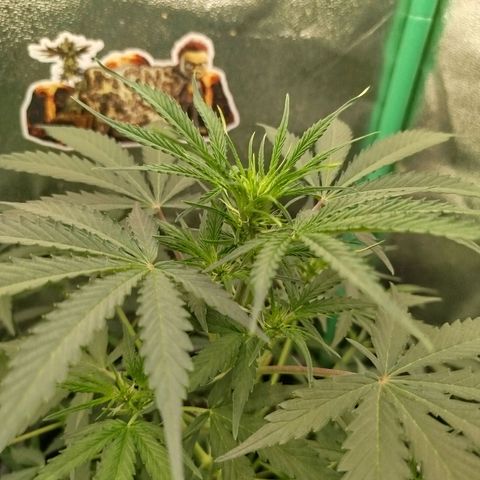 Tangie Auto monsterseeds growlog timeline photo