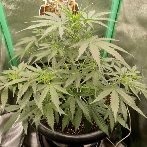 Tangie Auto monsterseeds growlog timeline photo