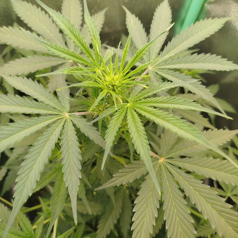 Tangie Auto monsterseeds growlog timeline photo