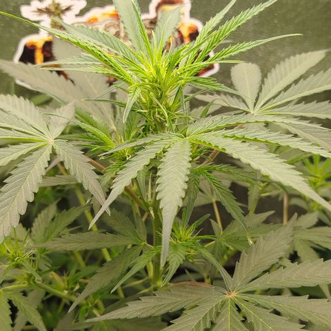 Tangie Auto monsterseeds growlog timeline photo