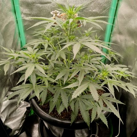 Tangie Auto monsterseeds growlog timeline photo