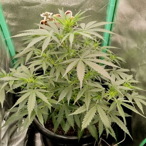 Tangie Auto monsterseeds growlog timeline photo