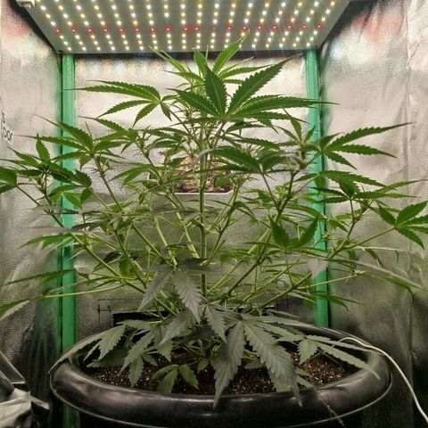 Tangie Auto monsterseeds growlog timeline photo