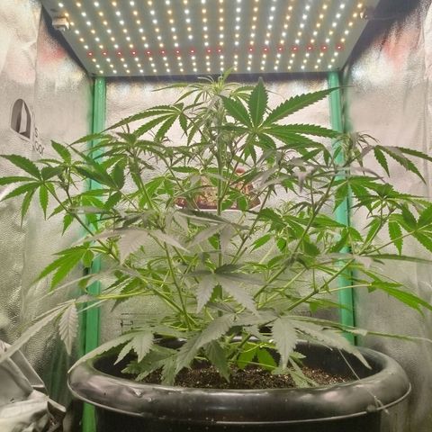Tangie Auto monsterseeds growlog timeline photo