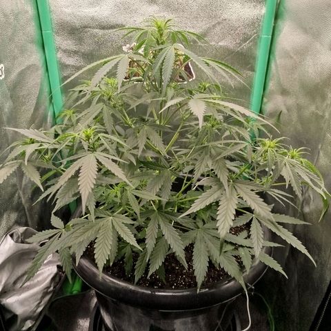 Tangie Auto monsterseeds growlog timeline photo