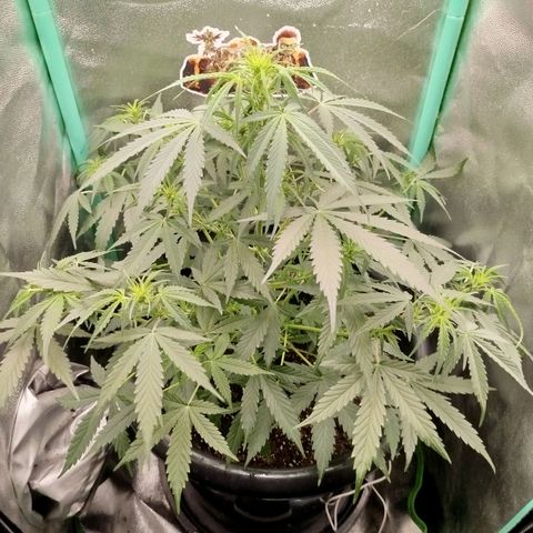 Tangie Auto monsterseeds growlog timeline photo