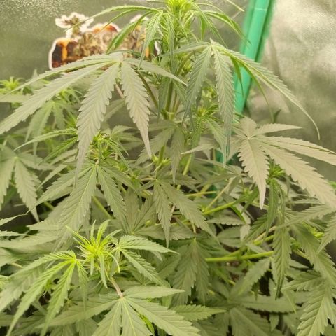 Tangie Auto monsterseeds growlog timeline photo