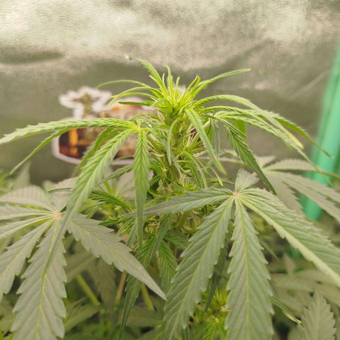 Tangie Auto monsterseeds growlog timeline photo