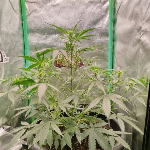 Tangie Auto monsterseeds growlog timeline photo