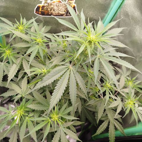 Tangie Auto monsterseeds growlog timeline photo