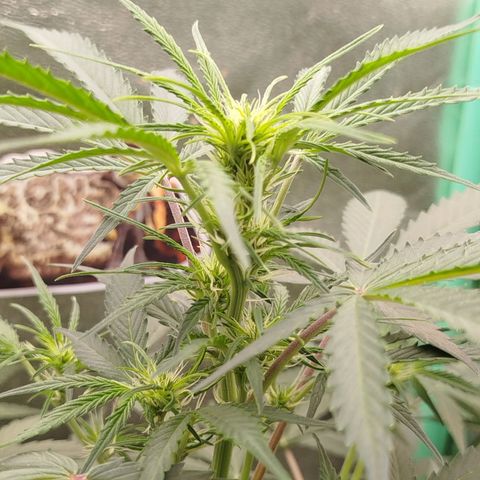 Tangie Auto monsterseeds growlog timeline photo